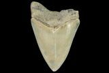 Serrated, Fossil Megalodon Tooth - South Carolina #104976-1